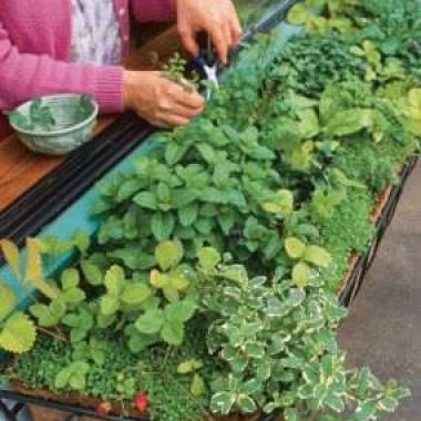 Window  SIll Herb HGarden