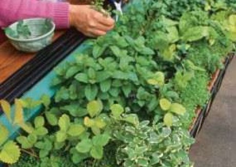 Window  SIll Herb HGarden