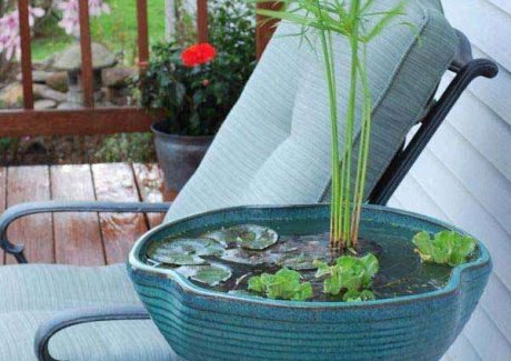 Mini Pond In a Pot