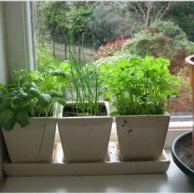 12 Cool Small Herb Gardens That Won't Take Much Space 12