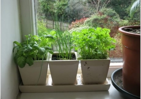 12 Cool Small Herb Gardens That Won't Take Much Space 12