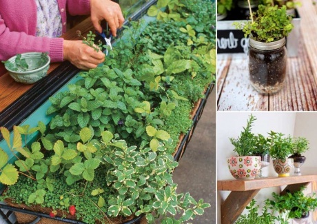 12 Cool Small Herb Gardens That Won't Take Much Space fi