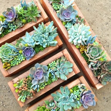 Ways to Display Succulents fi