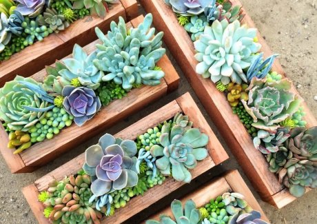 Ways to Display Succulents fi