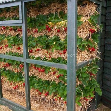 Ideas To Grow Strawberries