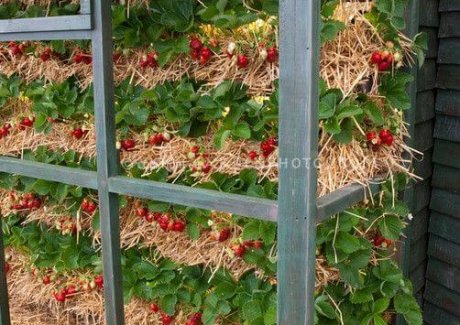 Ideas To Grow Strawberries