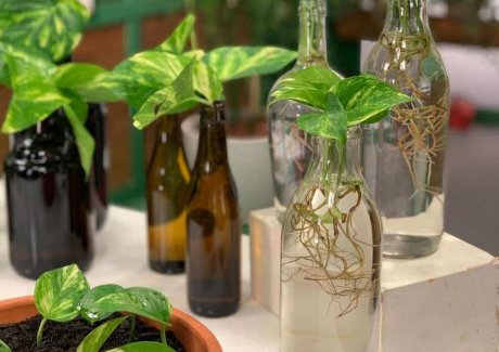 indoor water garden