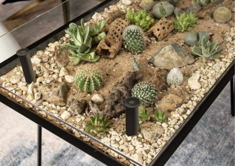 Cactus and Succulent Garden Ideas