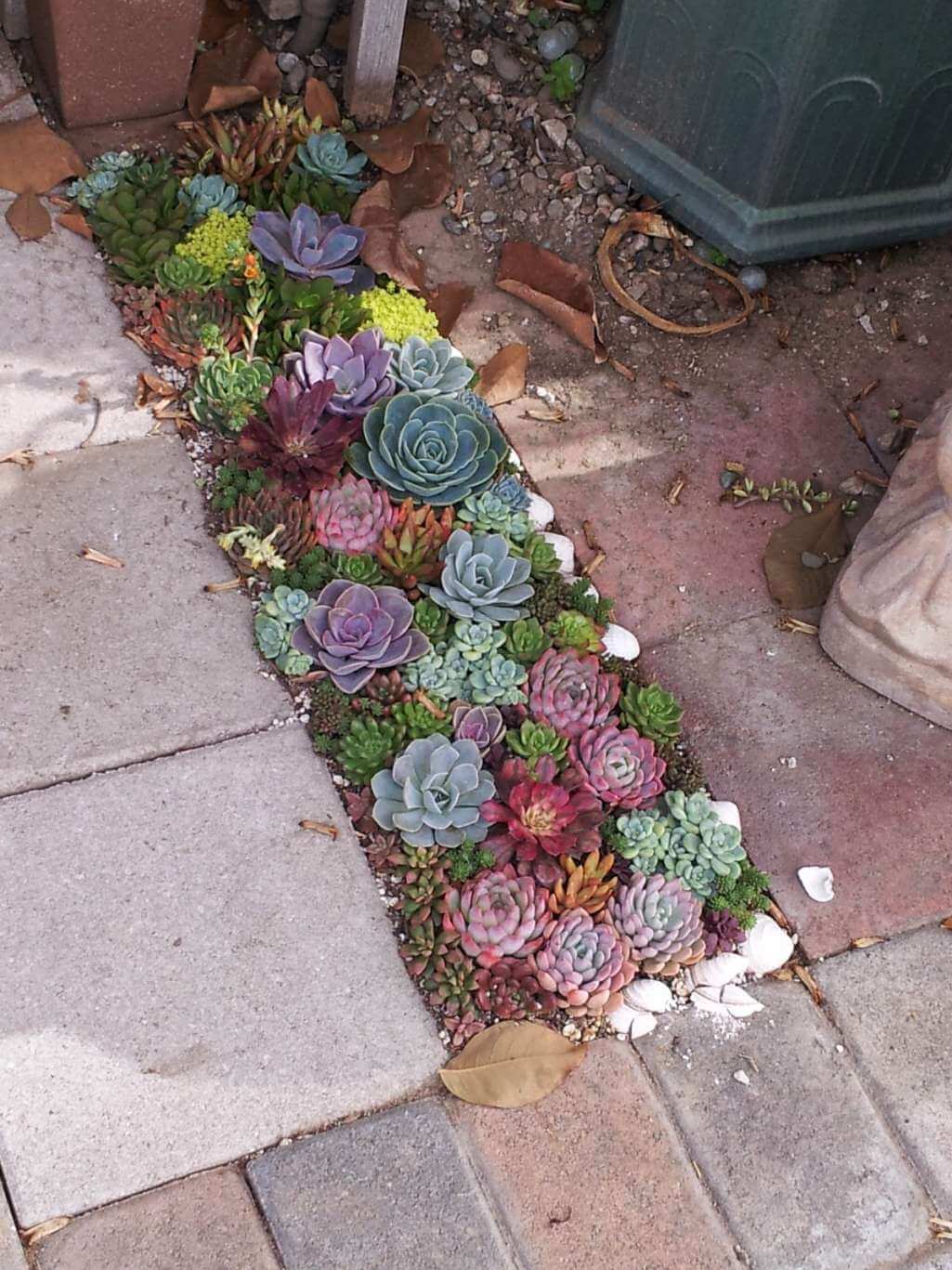 Cactus And Succulent Garden Ideas